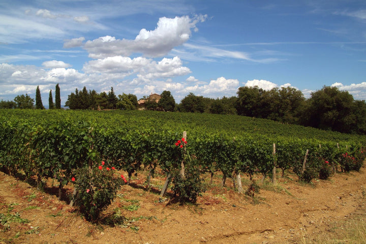 montalcino vineyards